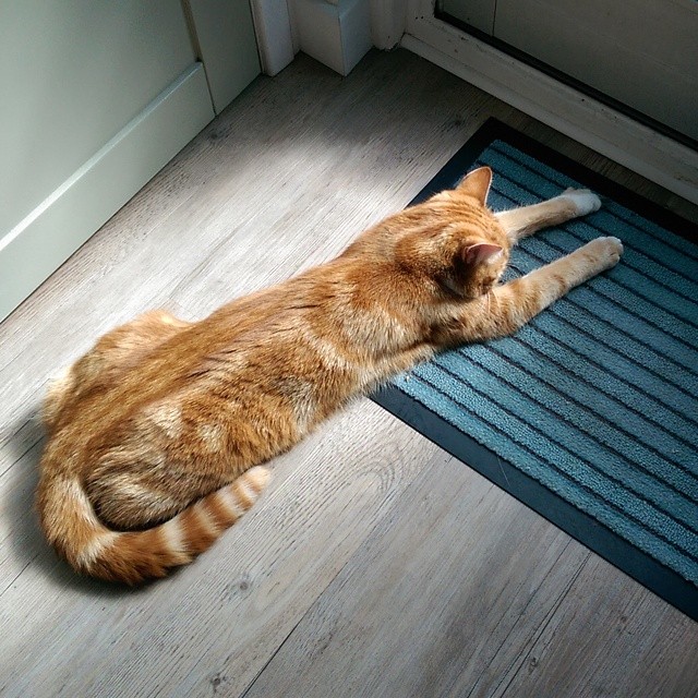  Alfie sleeps in weird places! 